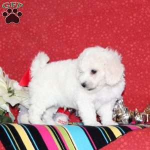 Jeremy, Bichon Frise Puppy